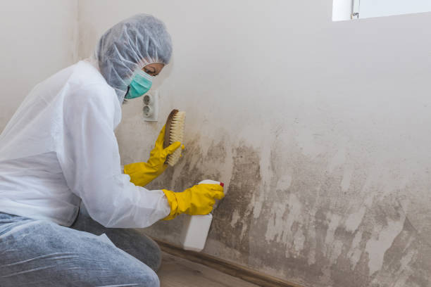 Certified Mold Removal in Ruskin, FL