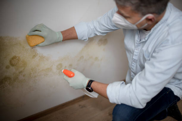 Best Attic Mold Removal  in Ruskin, FL