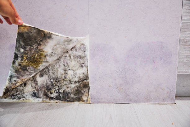 Best Emergency Mold Removal  in Ruskin, FL